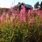 Svensk högsommar på Trysunda